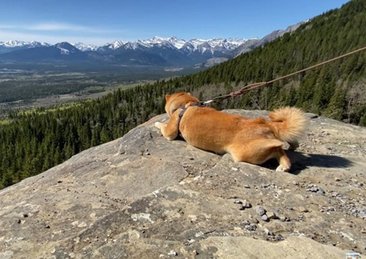 柴犬と『海外で登山』してみたら…岩場をいとも簡単に登っていく姿と絶景に「息を止めて見入っていました」「凄いです」と感動の声