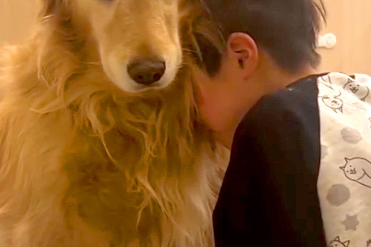 息子を『大きな声で叱ってしまった』結果→大型犬に助けを求めて…母親に見せた『激怒の表情』が895万再生「息子を守る顔…」「涙が出てきた」