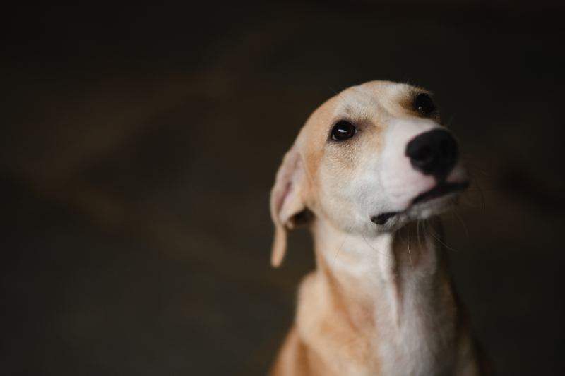 犬が『突然死』してしまう原因5選　命に関わる病気の症状や後悔しないためにできることまで