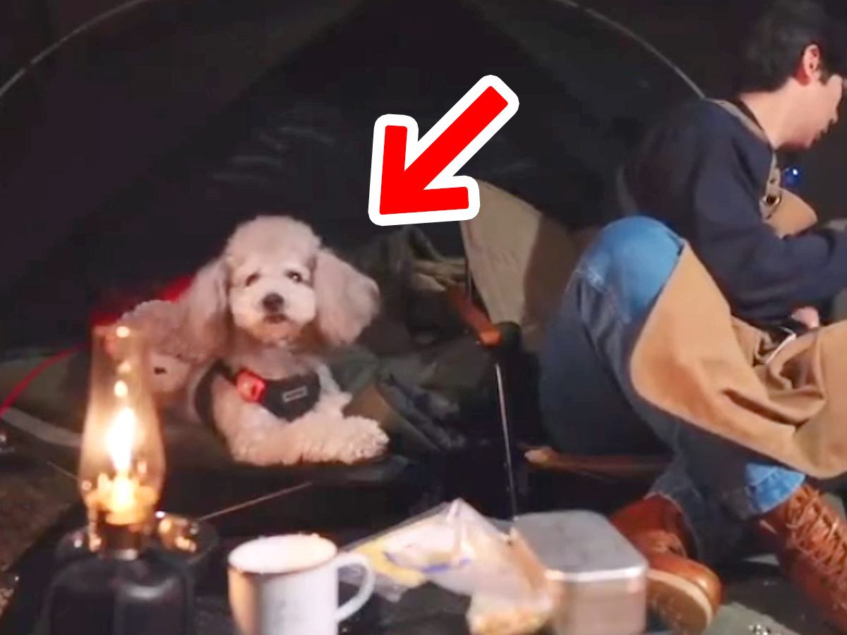 お父さんとキャンプに出かけた犬→普段は温厚なのに…突然ブチギレた『まさかの瞬間』が272万再生「勇敢な姿に感動」「頼もしい相棒」と絶賛