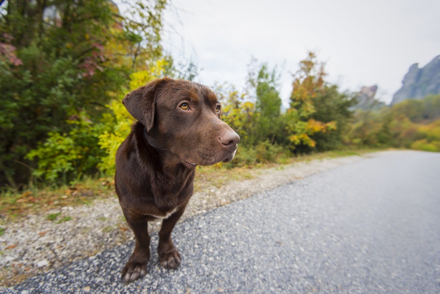 危険！犬の散歩をノーリードでするときに生じる3つのリスク