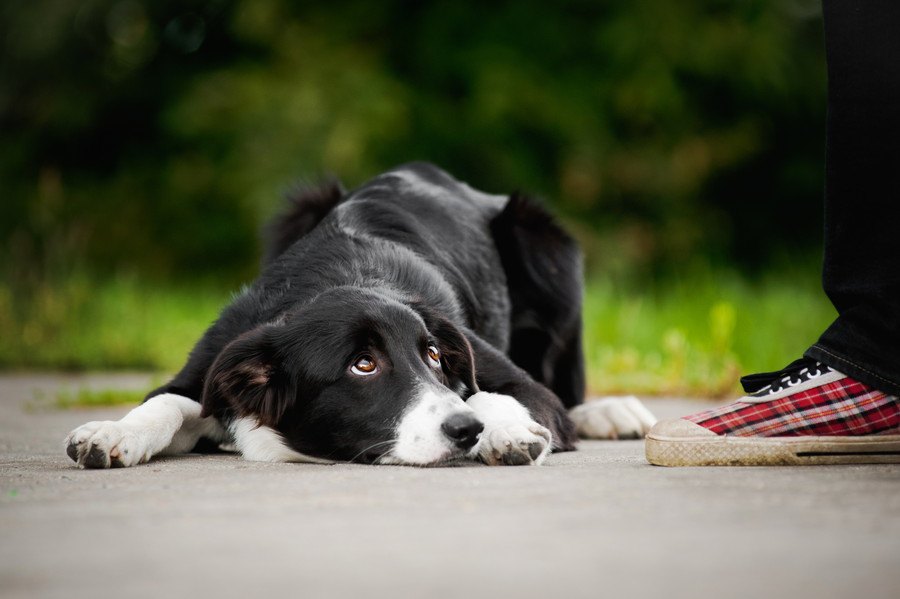 常識が無い犬の飼い主がよくやっている『３つのNG行為』