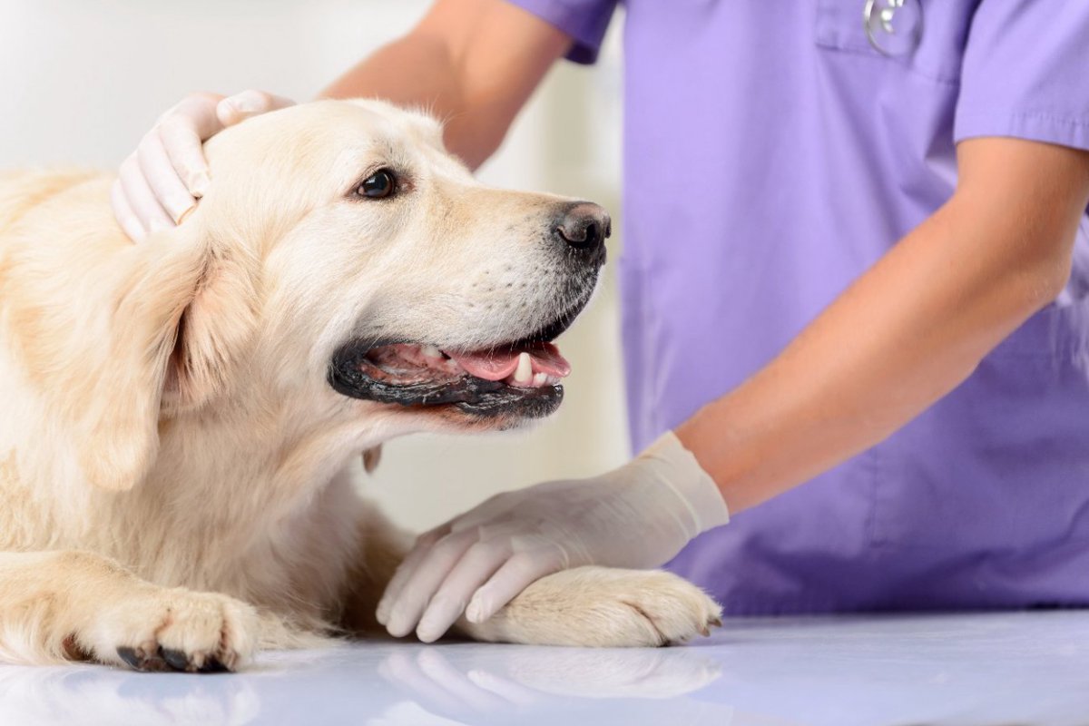 犬のガンを治療するためのワクチン、臨床試験で有望な成果【アメリカ】