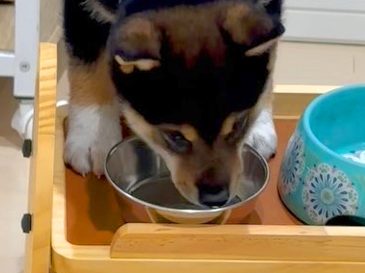 生後69日の赤ちゃん犬→水を飲みやすいように台を用意したのに…『逆なんだよなぁ』想定外な光景に「笑ったｗ」と29万再生