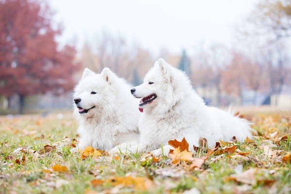 間違う人が意外と多い？秋田犬とサモエドの違い