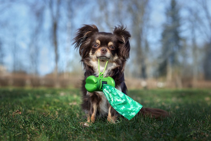 犬がウンチの後に後ろ足で蹴るときの心理