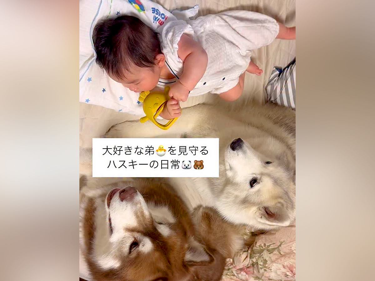ハスキー犬2頭が暮らす家に赤ちゃんが誕生→可愛いが大渋滞している『見守り隊になる光景』が21万再生「頼もしい兄貴たち」「優しすぎ」と絶賛