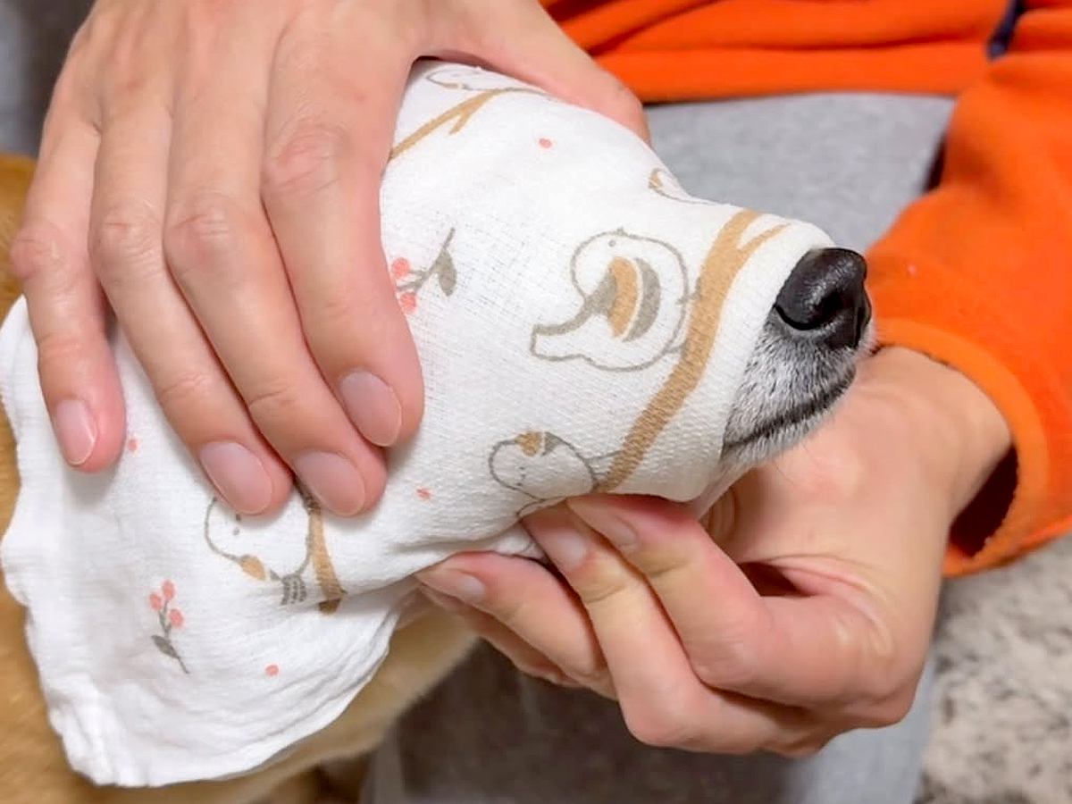 お散歩から帰ってきた犬→タオルで丁寧に体を…愛に溢れている『帰宅後のルーティン』が249万再生「ちゅー可愛すぎ」「まさに相思相愛」と反響