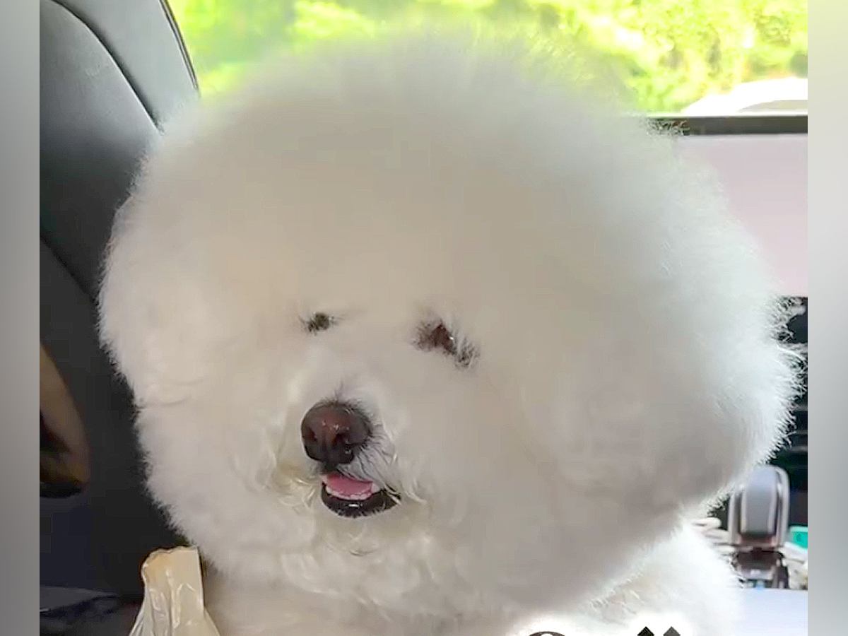 モコモコが限界突破した２匹の犬→プロにカットしてもらった結果…もはやぬいぐるみ？劇的なビフォーアフターが37万再生「イメチェン凄い」