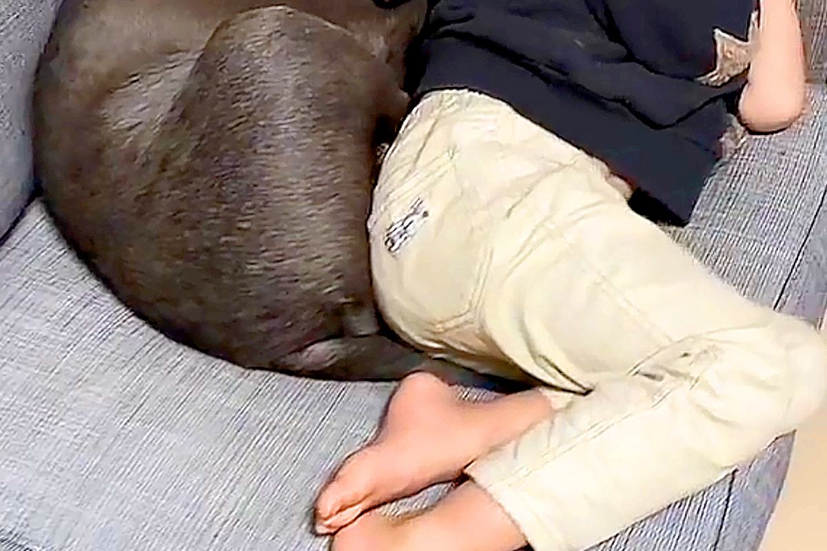 『やけに男の子と犬が静かだな』と思い、様子を見に行った結果→ふたりともソファにいて…尊すぎる光景が19万再生「もう兄弟」「手がたまらん」