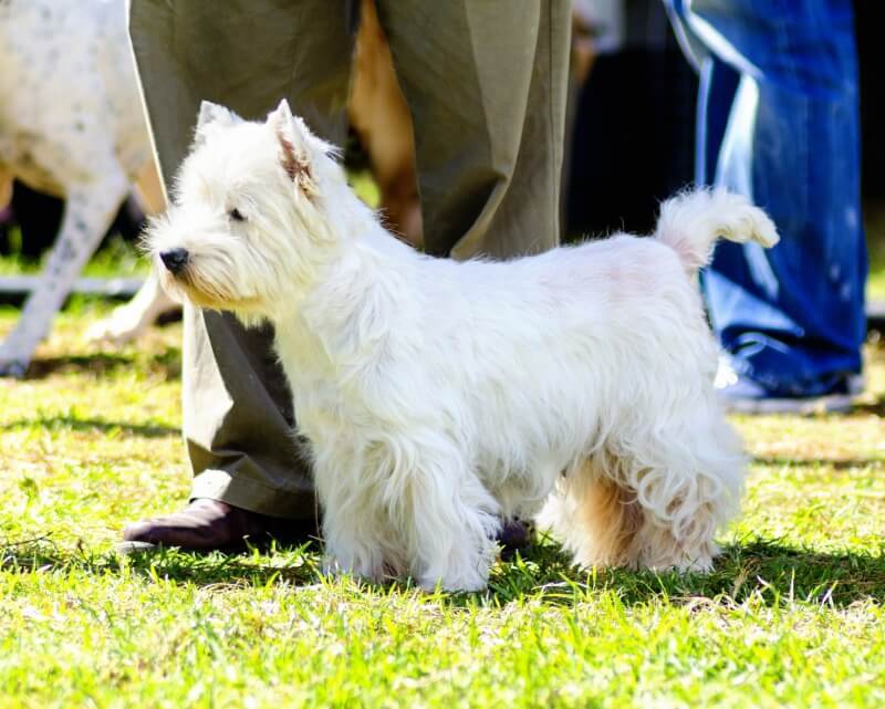 ウエストハイランドホワイトテリアの性格や特徴、しつけや飼い方まで