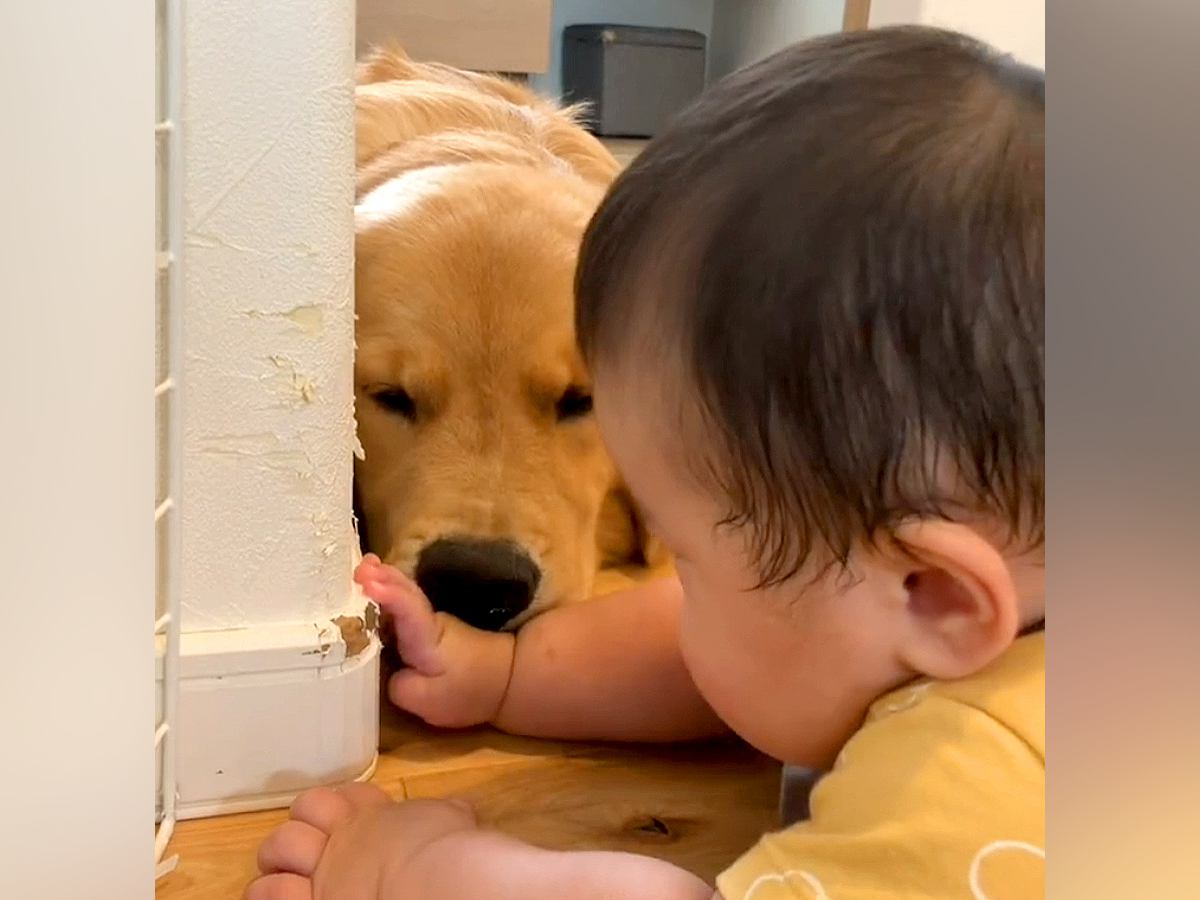 赤ちゃんが大型犬を目の前にしたら、壁に向かって…あまりにも尊い『通じ合っている光景』が151万再生「秘密のおはなし」「最強に可愛い」