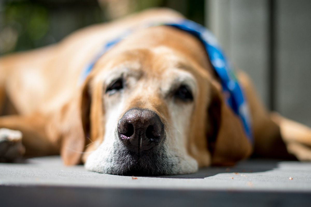 犬は何歳からが老犬なの？シニア犬に現れる6つの症状から生活のコツを解説