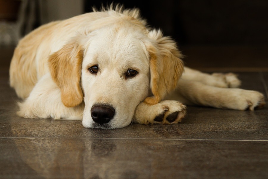 【犬の下痢止め】市販薬の効果や使用するときの注意点