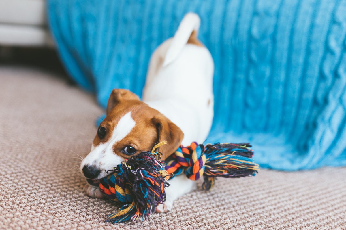 犬がおもちゃに向かって唸るときの理由3つ　考えられる原因から適切な対処法まで解説