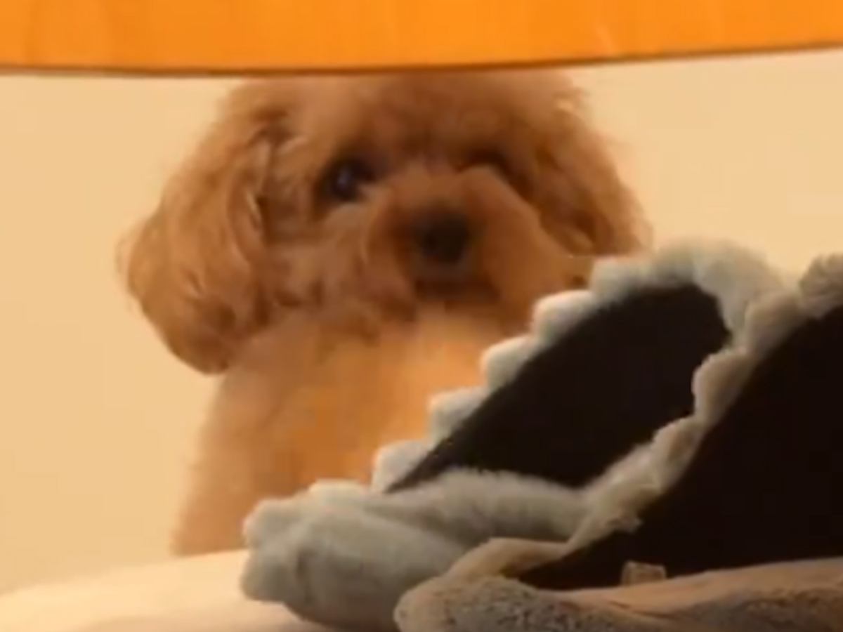 犬がイタズラをしていたので『ダメでしょ』と叱った結果…まさかの『罪をなすりつけようとする光景』が55万再生「子供みたいｗ」「かわいすぎ」