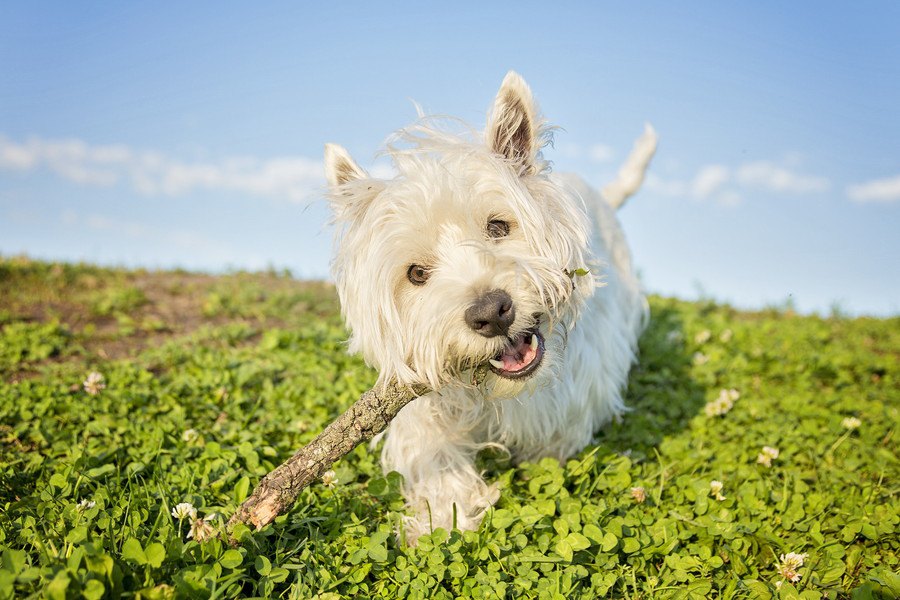 犬は、ひとりで遊ぶ時どんなことをしてるの？