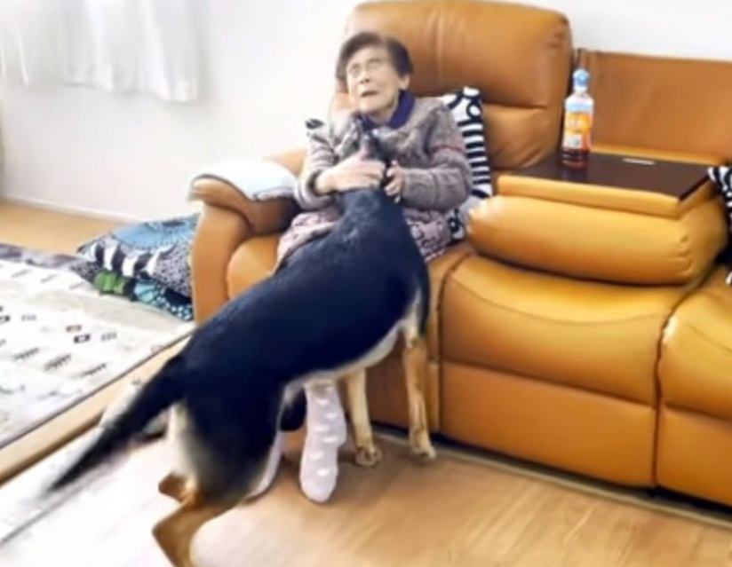 大型犬が95歳のおばあちゃんに会った結果…「本当に優しいね」「幸せをありがとう」喜びが爆発してしまう姿に22万人ほっこり