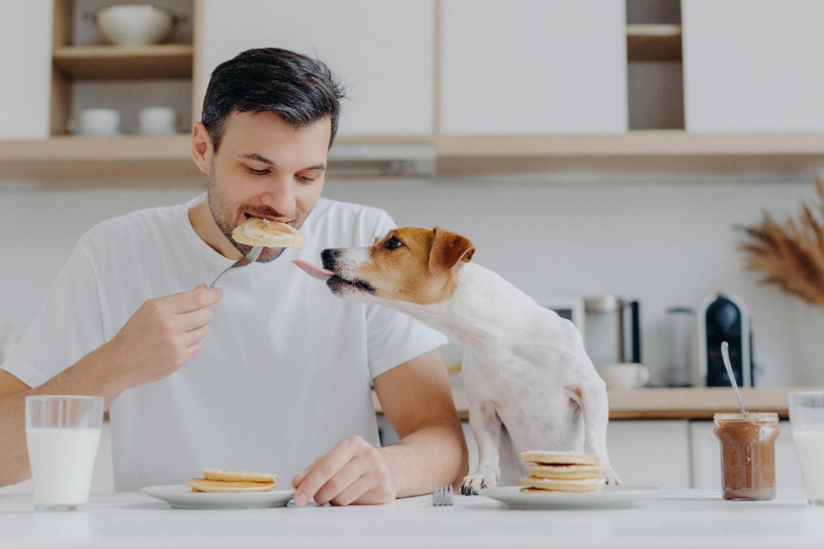 なぜ犬は人が食べているものを欲しがるの？3つの心理と絶対に与えてはいけない理由