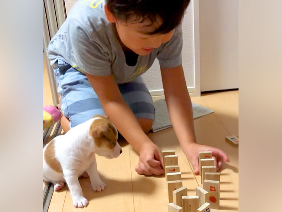 男の子がドミノで遊んでいたら『赤ちゃん犬』が近づいて…永遠に見ていたい『共同作業』が51万再生「可愛すぎて悶絶…」「なんて幸せな空間」