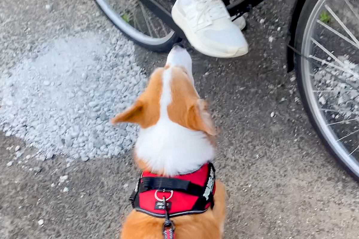 『学校帰りのお姉ちゃん』に遭遇した犬→お散歩を続けようとした結果…『まさかの行動』が愛に溢れていると25万再生「笑った」「大好きなんだ」
