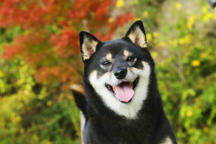 ラリーオビディエンスという犬の競技会について