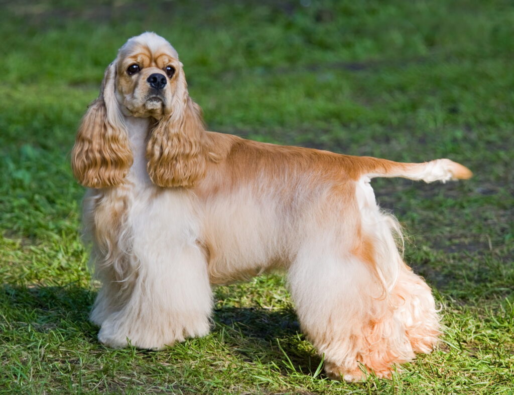 【獣医師監修】アメリカン・コッカー・スパニエルってどんな犬種？特徴と性格や飼い方・価格相場まで解説