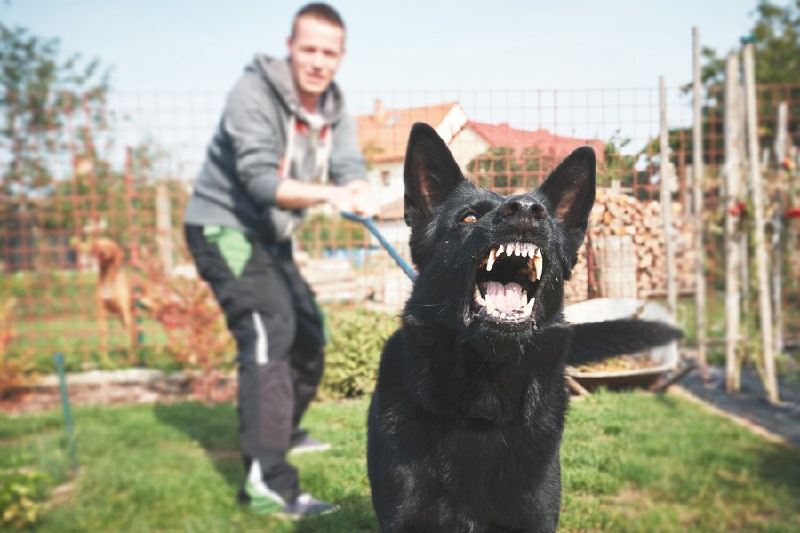 今すぐ直すべき『愛犬の困った行動』４選！いろいろな人に迷惑をかけてしまうことも…？