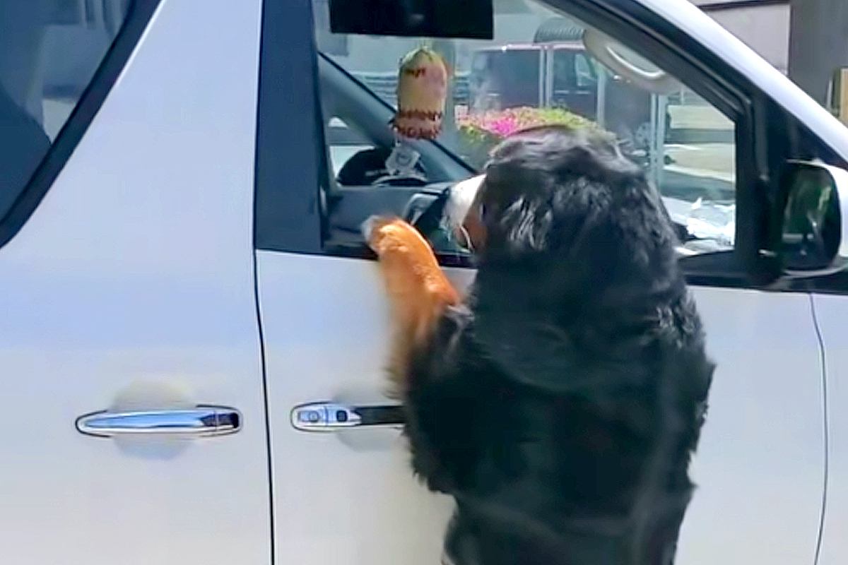 車で出かけようとしたら、超大型犬が『置いていくつもりか！』と抗議して…予想外すぎる『衝撃の光景』が172万再生「執念ｗ」「必死すぎて草」