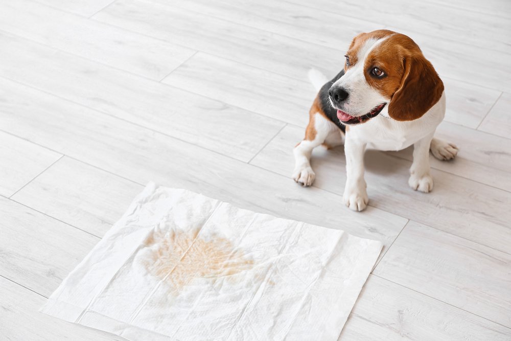 犬のトイレに関する『悩み』5つ　飼い主が経験するしつけの大変さやトレーニングのコツまで