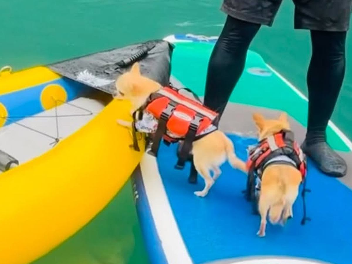 犬が『カヤックに乗り移ろうとした』結果…直後に起きたハプニングとまさかの展開が14万再生「飼い主さんもｗｗ」「何回見ても笑う」と爆笑