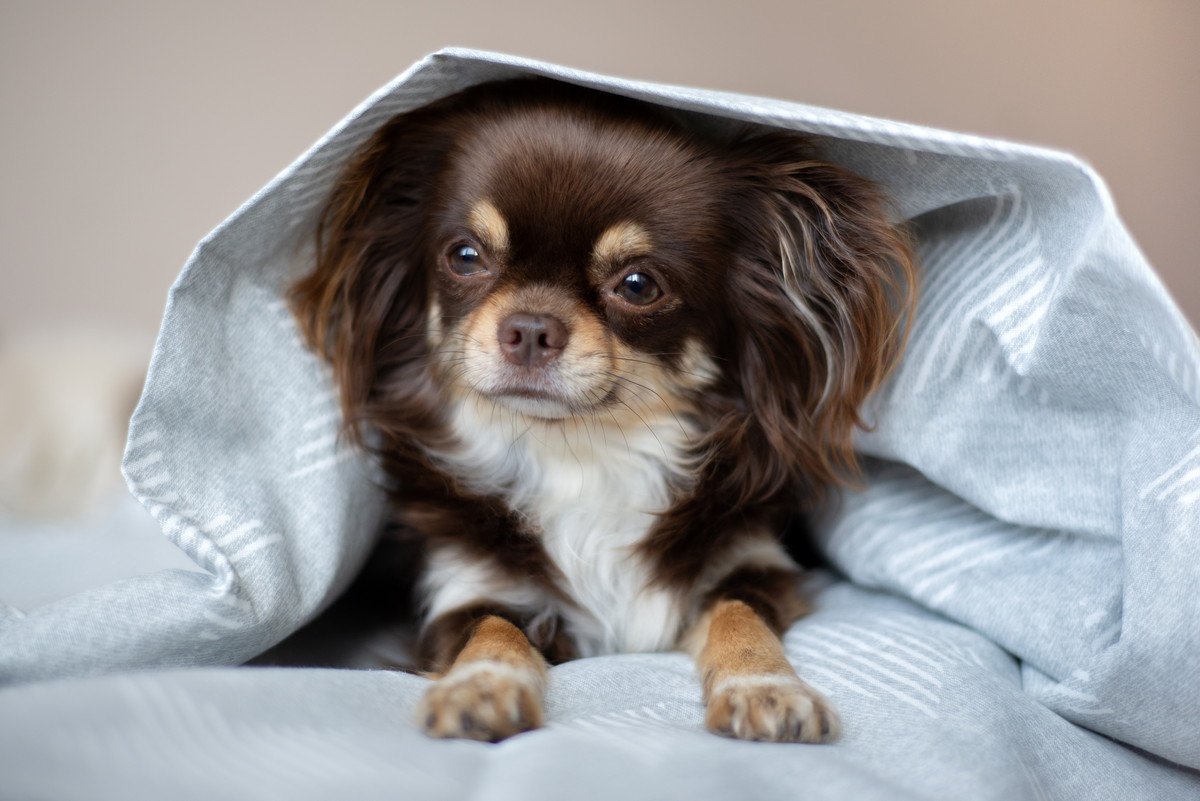 犬が早朝に飼い主を起こしにくる『かわいい理由』6選