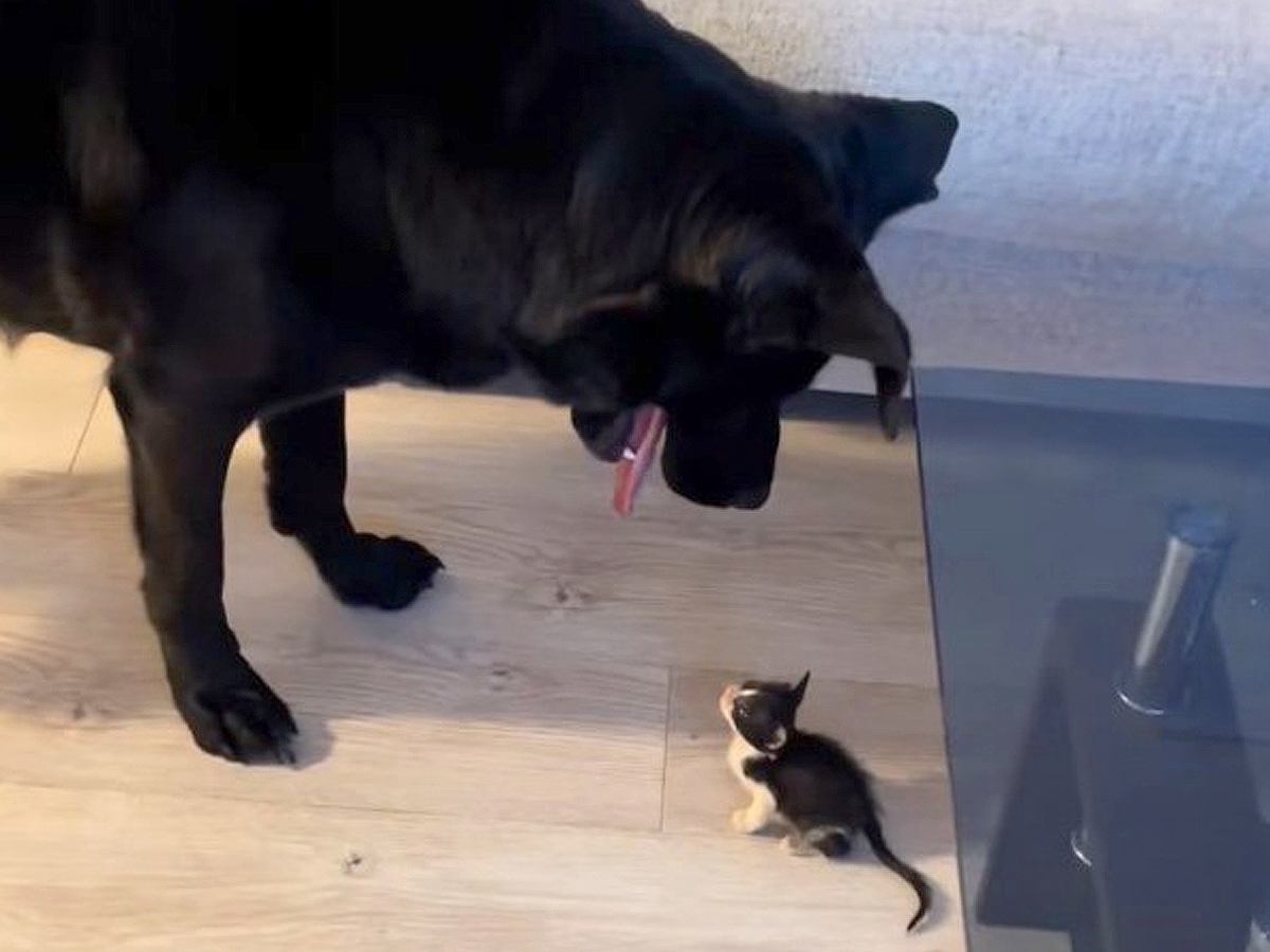 コンビニで保護された赤ちゃん猫→大型犬が初めて顔を合わせたら…愛おしすぎる『優しい世界』が39万再生「もう愛情湧いてる」「ずっと見たい」