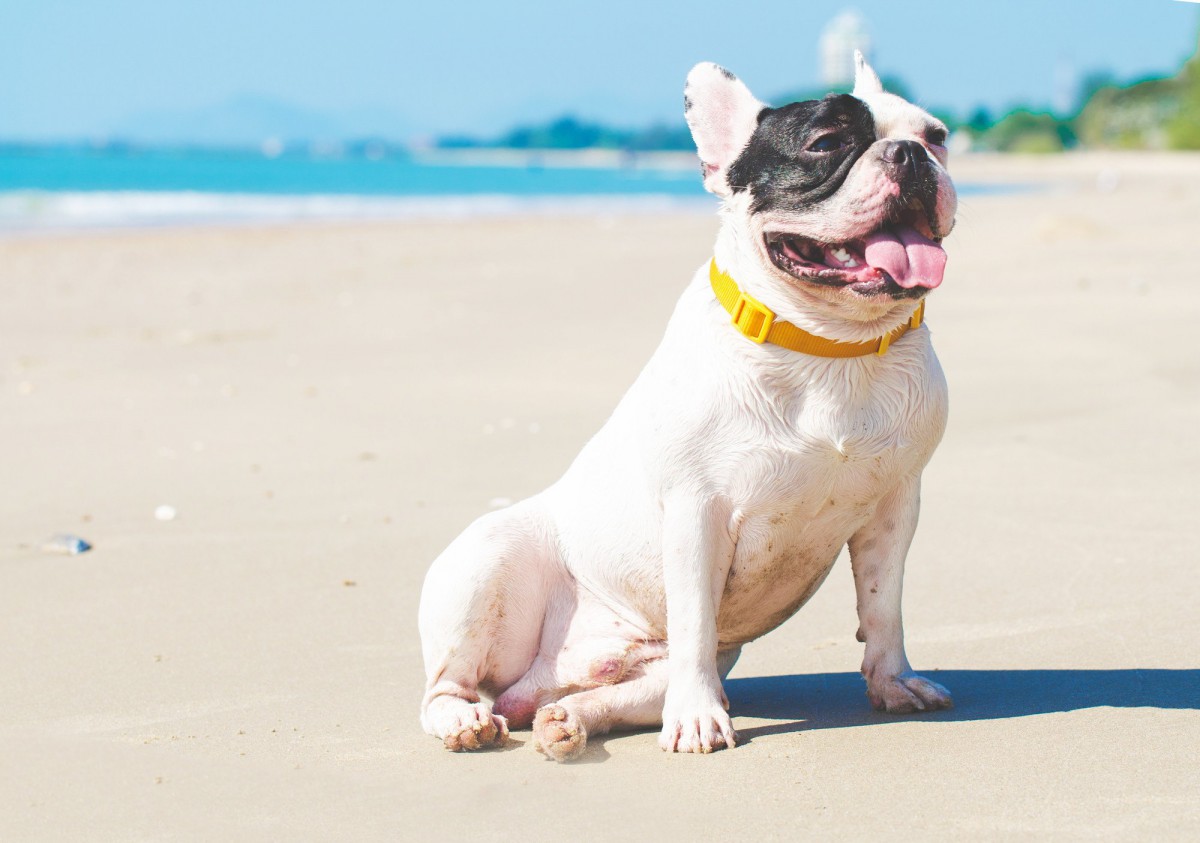 【まだまだ暑い！】犬の夏のお散歩における『3大注意事項』【要注意！】