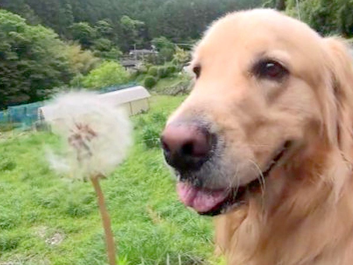 大型犬に『たんぽぽの綿毛』を吹いてみせた結果…まさかの展開が326万表示の反響「何するんやってなってる笑」「犬パンチ初めて見たｗ」