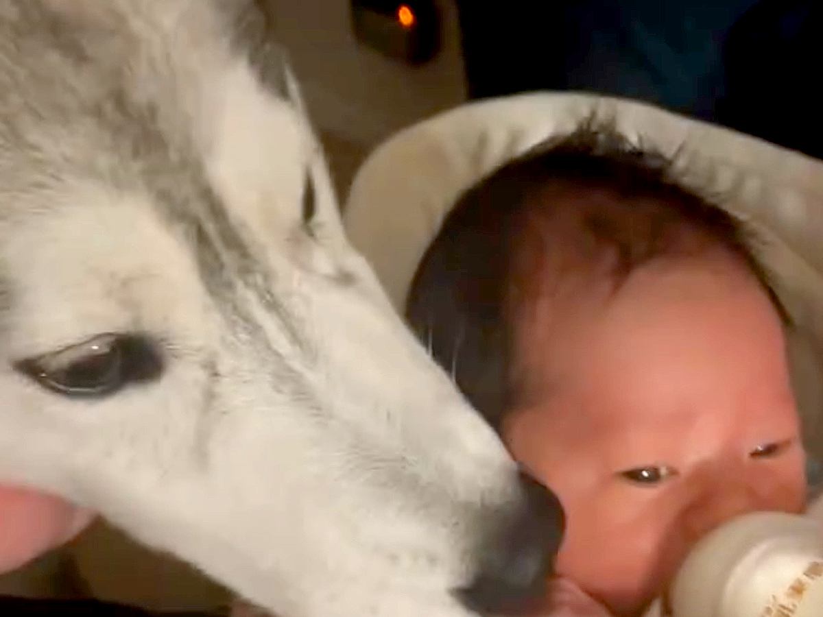 赤ちゃんが夜泣きをする度、大型犬が一目散に駆け寄り…感動的な『守っているかのような行動』が11万再生「癒やされた」「心強い」と称賛