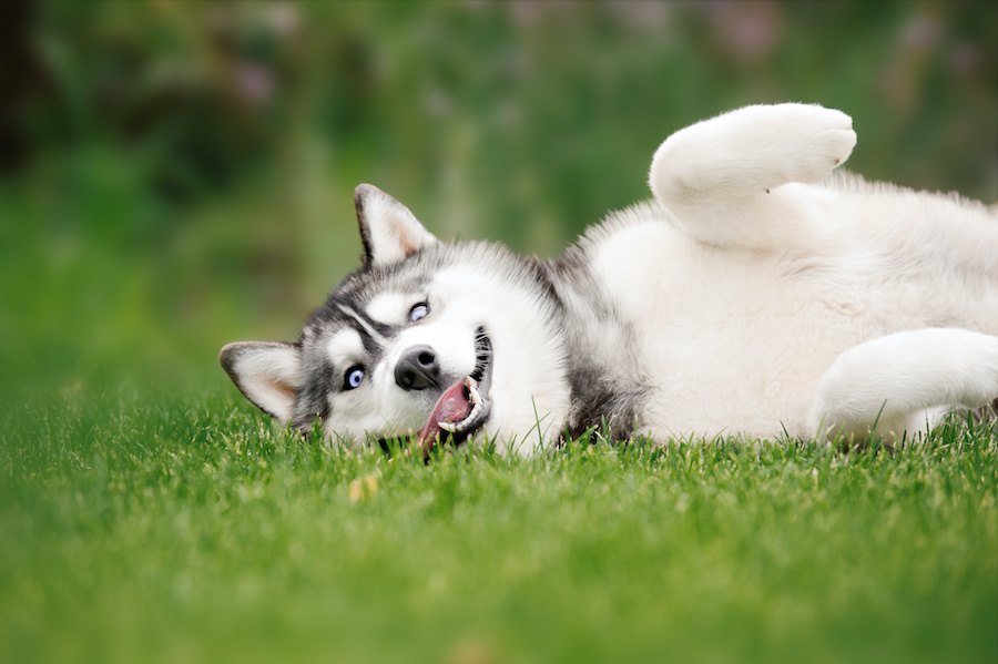 犬がくねくね動く時の心理６つ