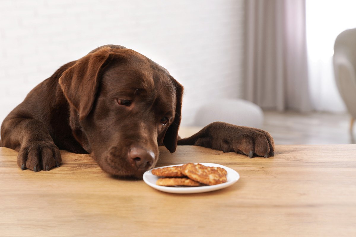 室内犬を飼う時にしてはいけない『絶対NG行為』５選