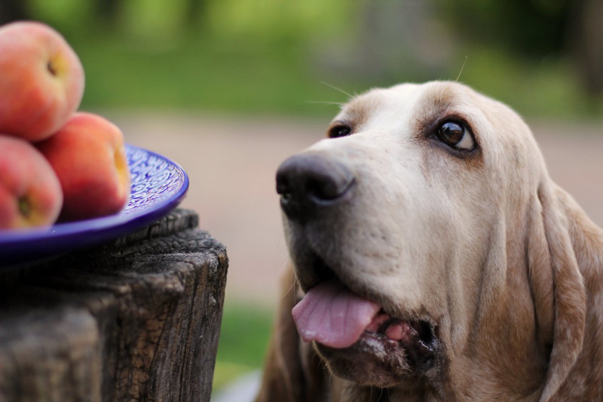 犬が果物の種を食べてたけど大丈夫？絶対ダメな種もあるって本当？