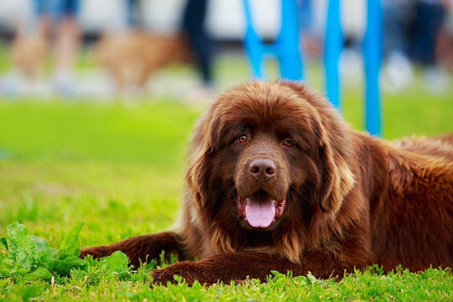 超大型犬６選！世界最大のワンコはどれくらい大きいの？