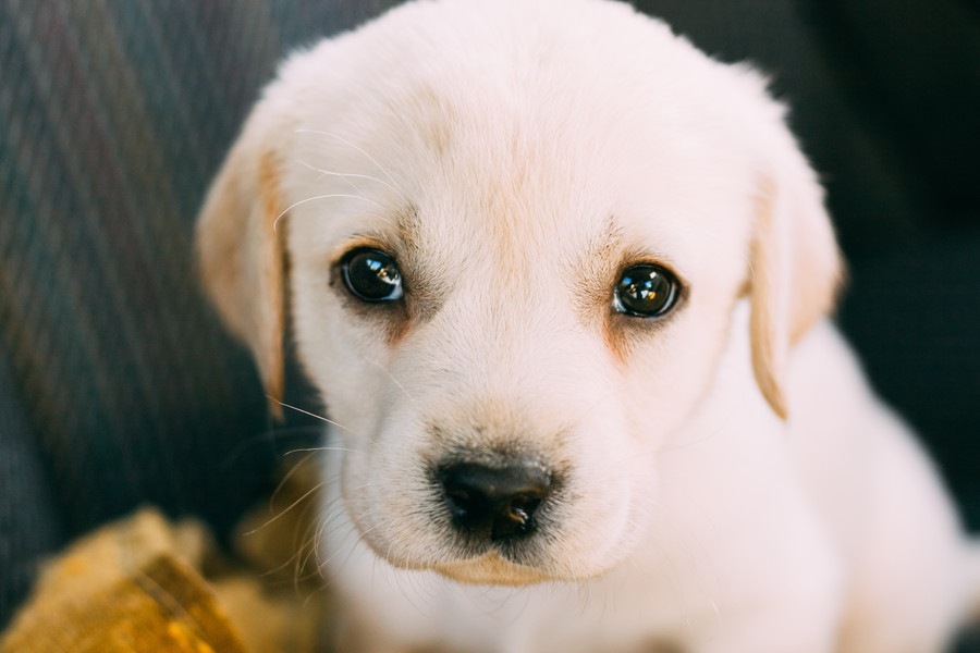 犬が甘える時の仕草5選！犬は甘え上手なのか