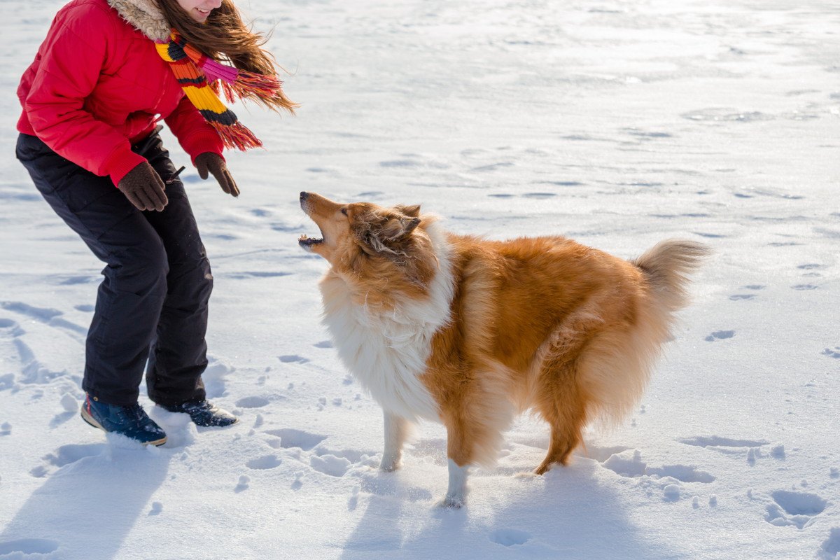 『犬から吠えられる人』の共通点3選！もしかしたらコレが原因かも？！