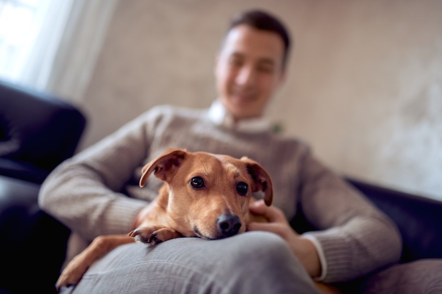 犬が好きな飼い主の身体の場所５選