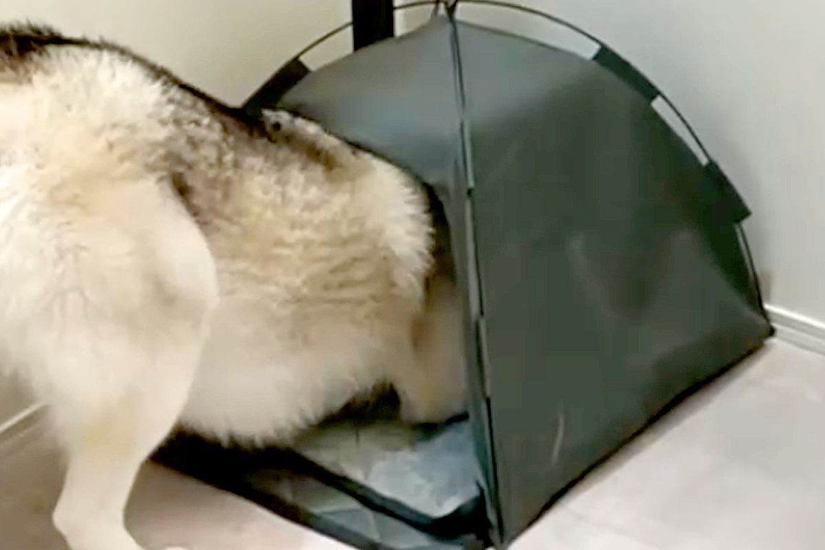 大型犬のために買った『テント』のサイズを間違えた結果→『絶対に入れない』と思ったら…まさかの光景に反響「可愛すぎるｗｗ」「ギチギチで草」