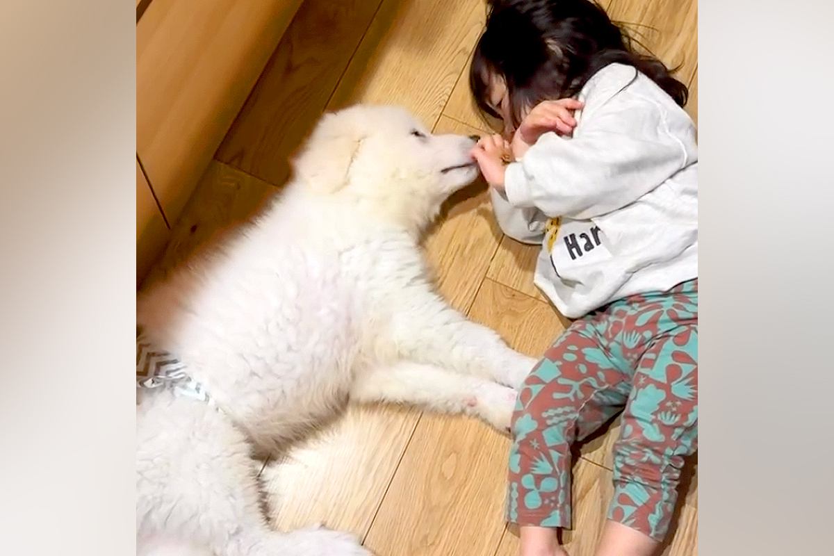 2歳の女の子と子犬→たった『半年間』一緒に過ごしただけで…驚きを隠せない『衝撃のサイズ差』が22万再生「想像以上」「優しさは変わらない」