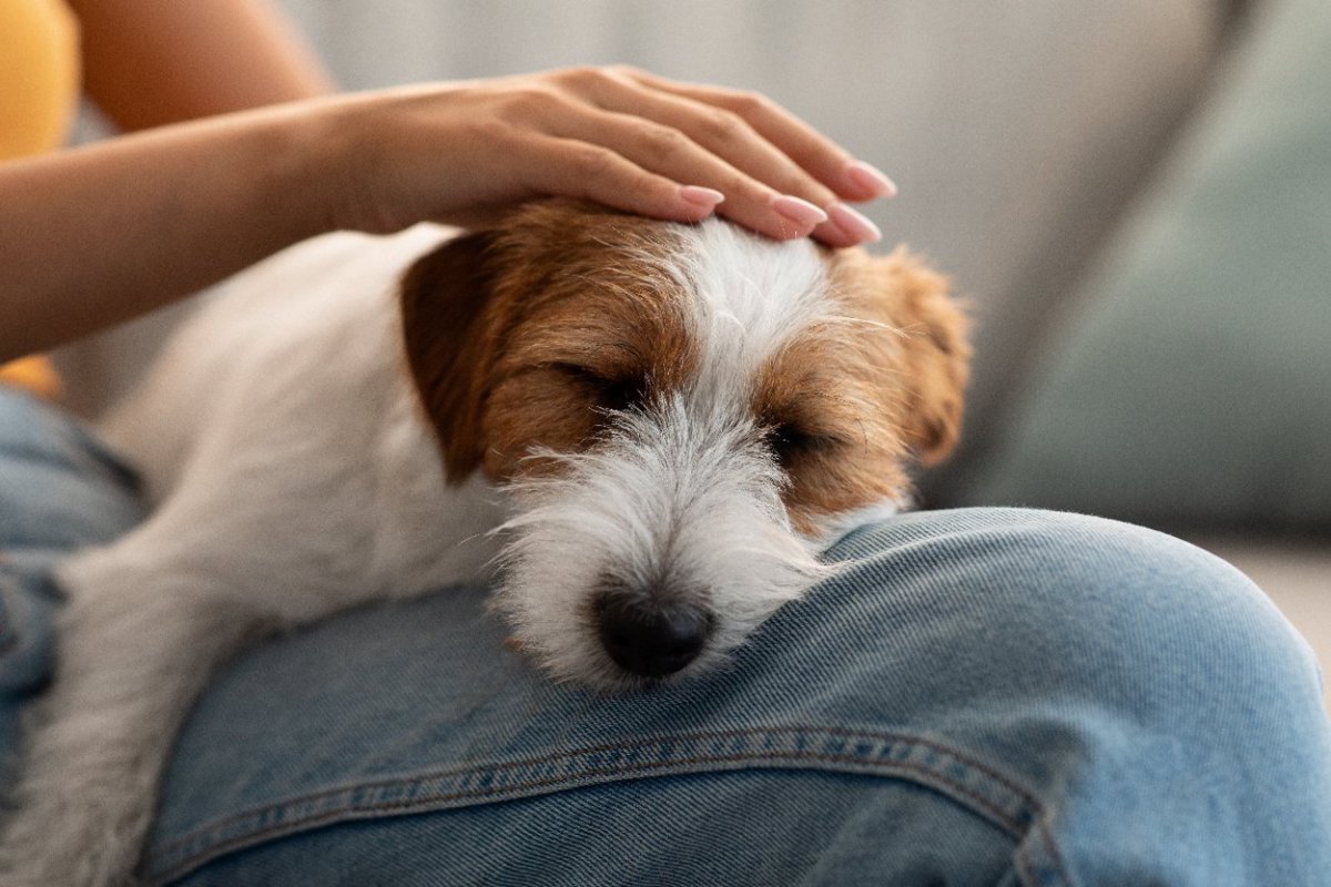 犬が安心して眠れる『飼い主の身体の部位』4選　寝心地がいいと感じているときにする行動まで