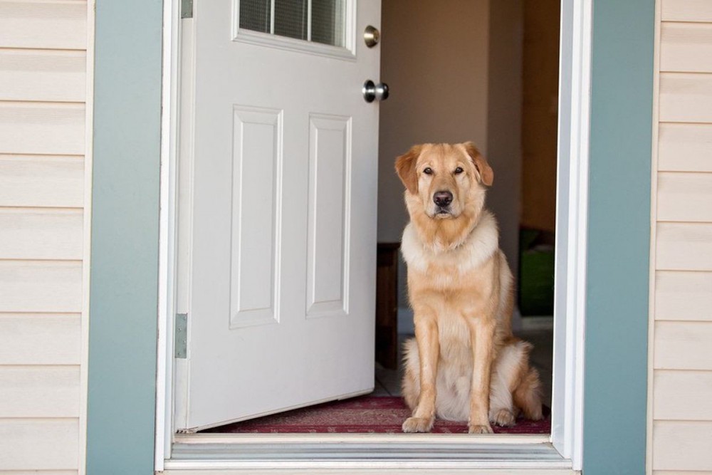 なぜ犬は外に出たがるの？3つの理由とどうしても出られないときの対処法