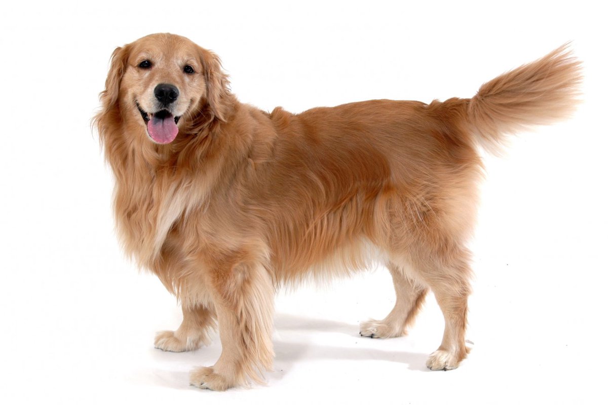 【獣医師監修】ゴールデンレトリバーってどんな犬種？特徴と性格や飼い方・価格相場まで解説