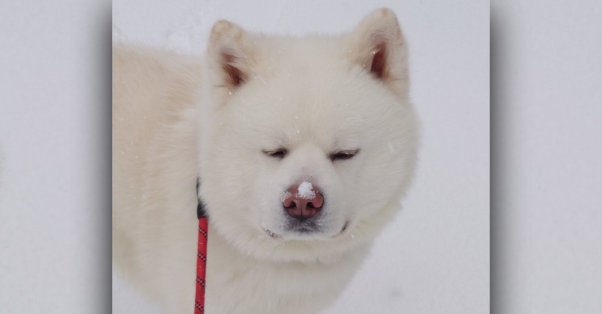 秘密の道がそこに…？秋田犬さんの『雪っ鼻』がかわいいと話題に♡