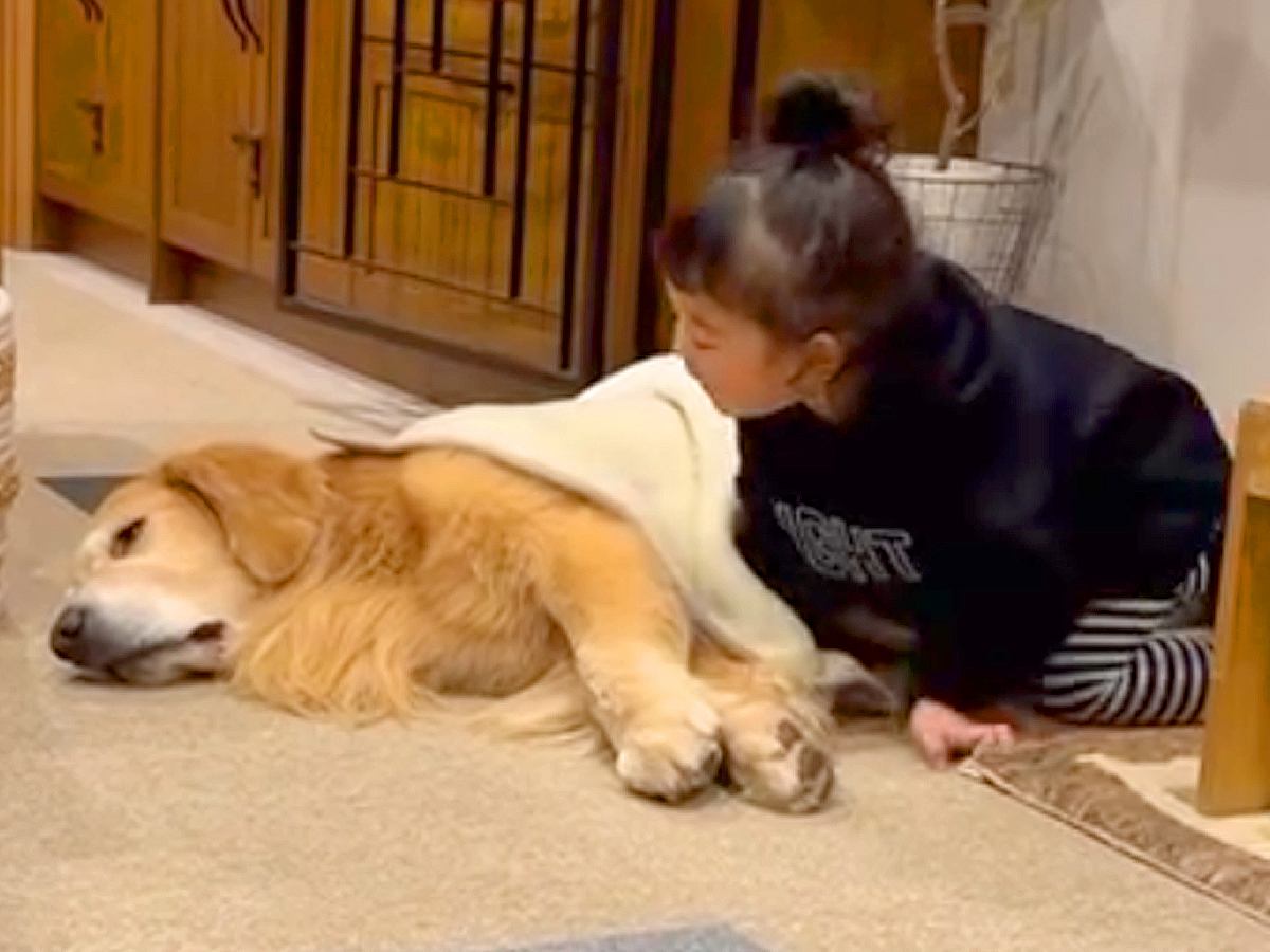 小さな女の子が、床で寝ている大型犬に近づいて…まるで『お母さんのような行動』が2万再生「思わず笑顔になった」「可愛くて優しい」と絶賛の声